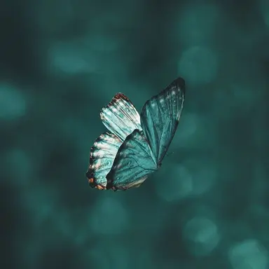 Profile image of 나비