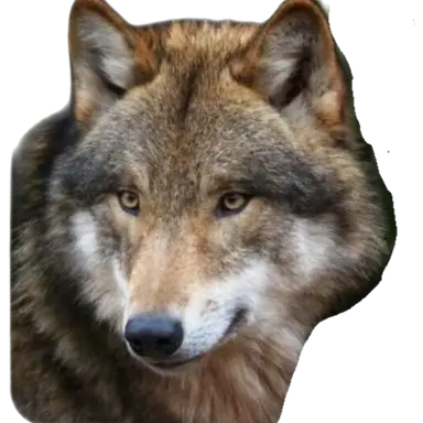 Profile image of 늑대
