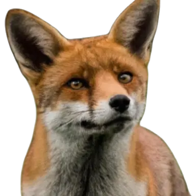 Profile image of 여우
