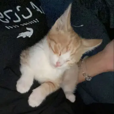 Profile image of Pumpkin