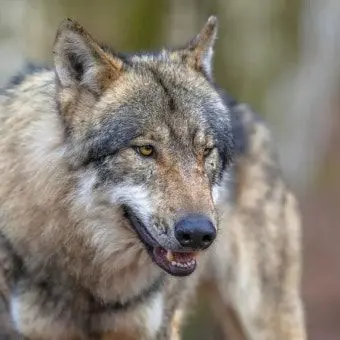 Profile image of 늑대