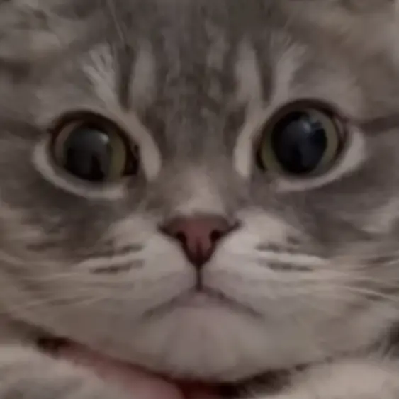 CattyLip6669의 냥냥이