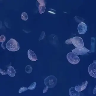 Profile image of 늑대