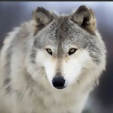 Profile image of 늑대