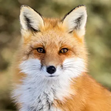 Profile image of 여우