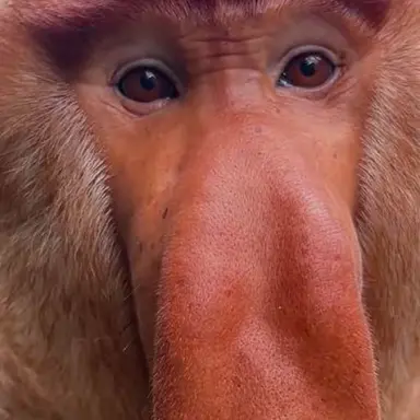 Profile image of 여우