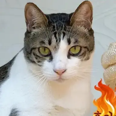 Profile image of 홍이