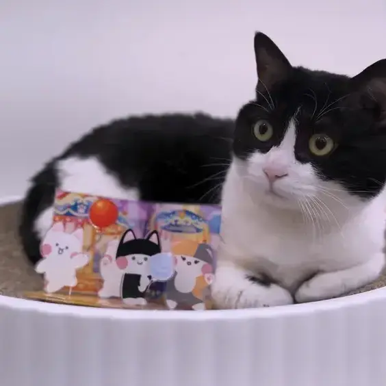 PlainPet0510의 고양이산책!