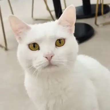 Profile image of 힌우유