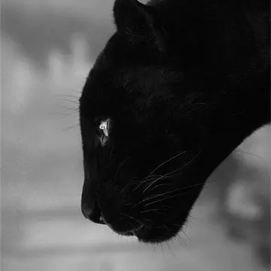 Profile image of 리오