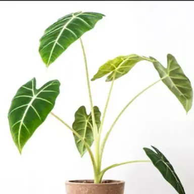 Profile image of Plant