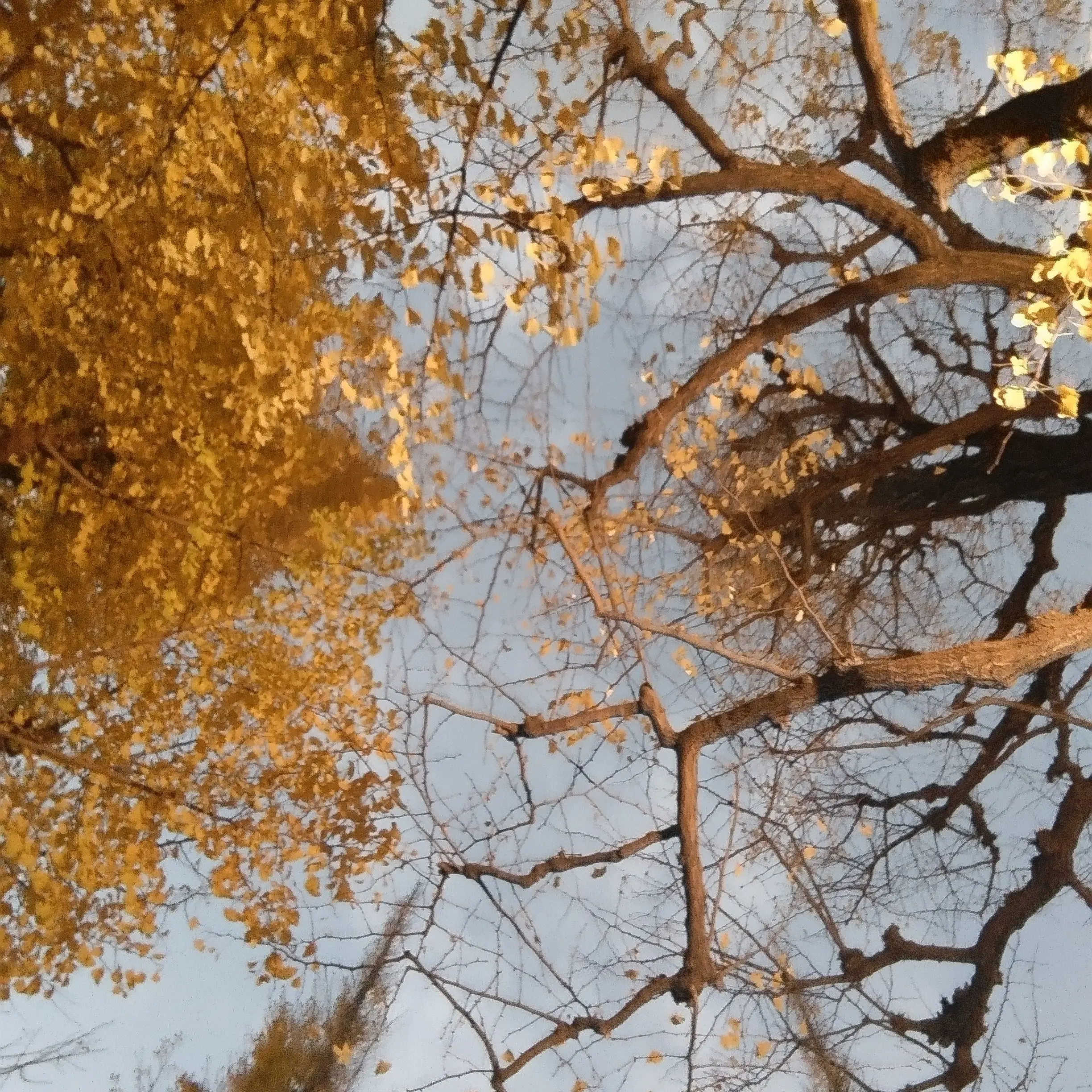 NastyGrill0060의 自分用　使用⭕