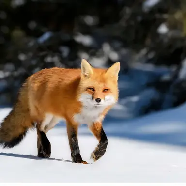 Profile image of 여우