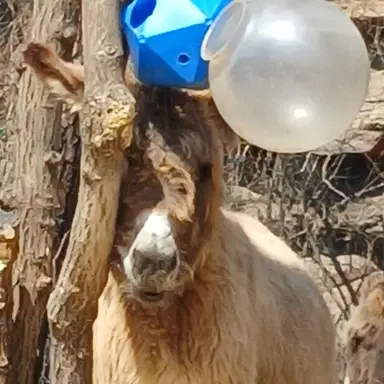 Profile image of 여우