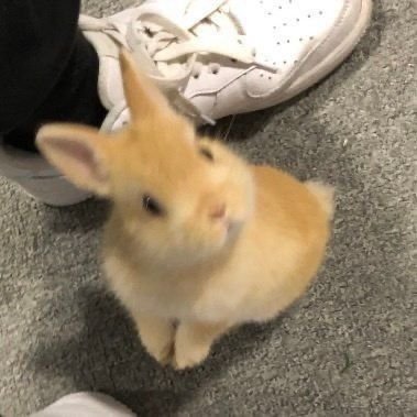 토끼는 번식력이 강하대 ♪ 대표 이미지