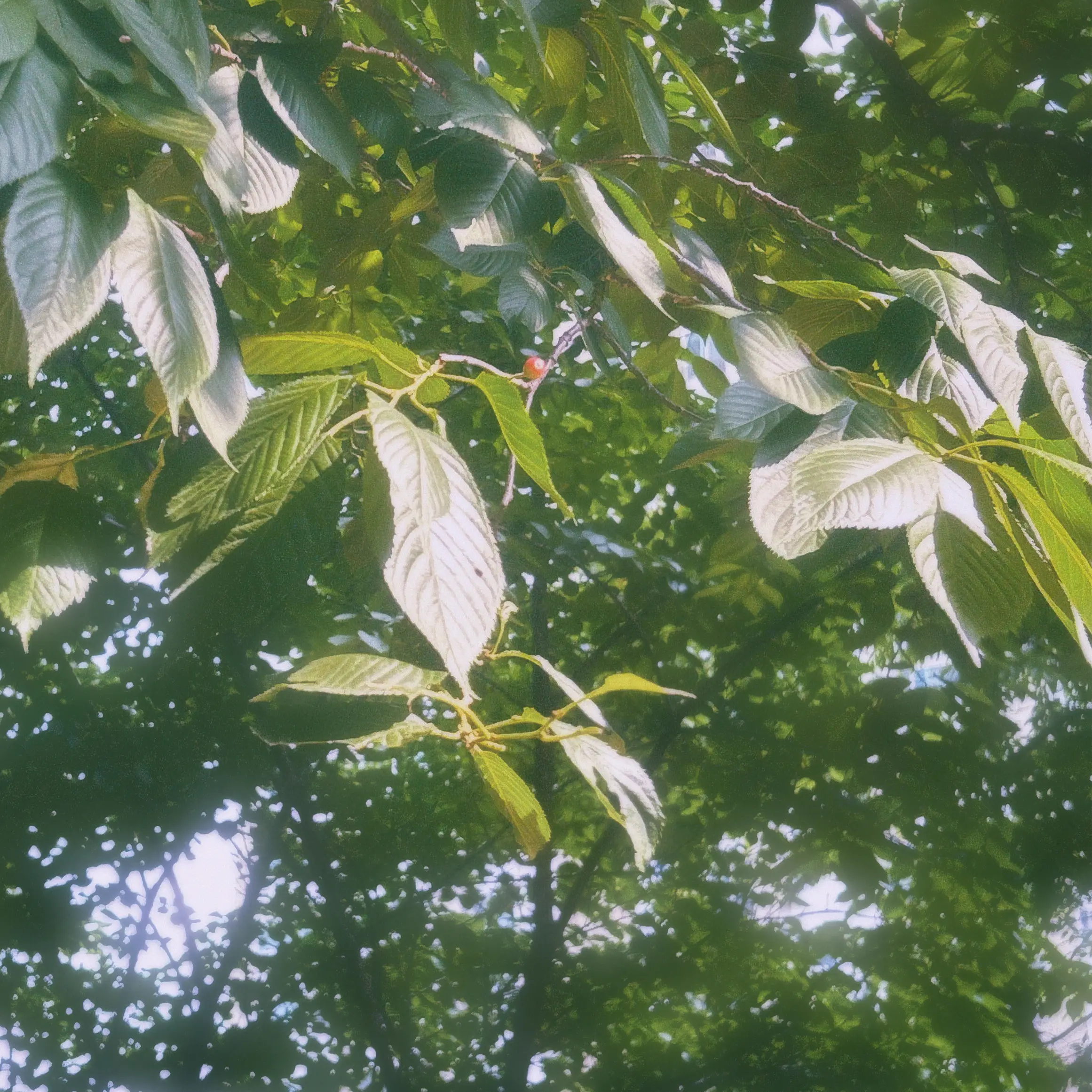 t_xn.a1의 𝑆𝑎𝑛