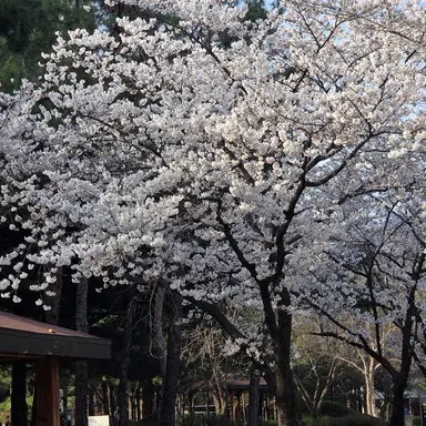 Profile image of 여우