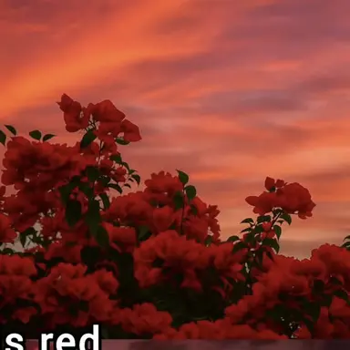 Profile image of 플레그