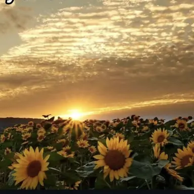 Profile image of 쪼만