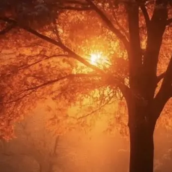 Profile image of 코마