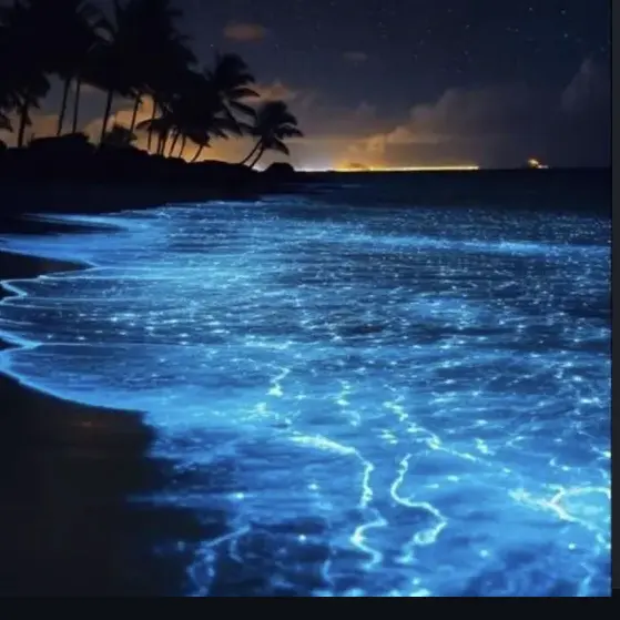 CurvyBloom5607의 패러다이스 조직