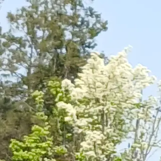 Profile image of 안메리