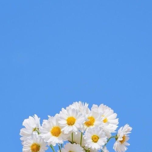 덕개의 복싱 대표 이미지