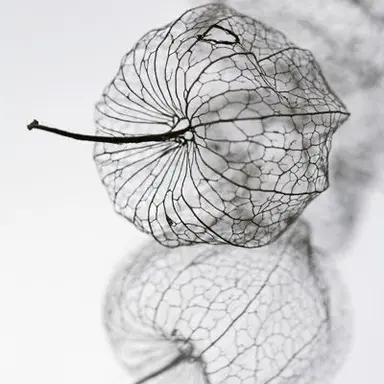 Profile image of 리안