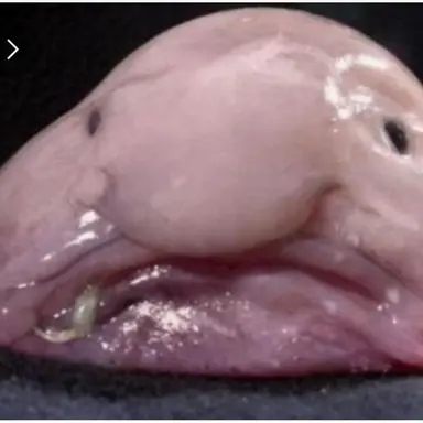 Profile image of 늑대