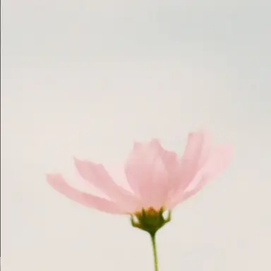 Profile image of 셀레나 에르하트