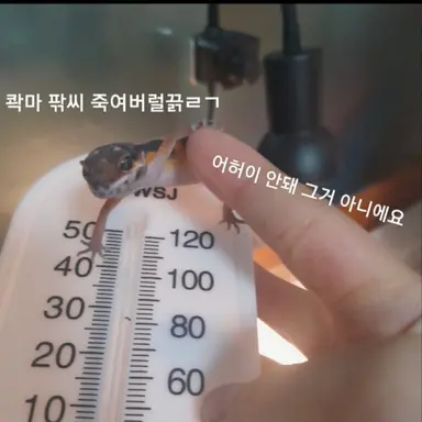 Profile image of 얌지