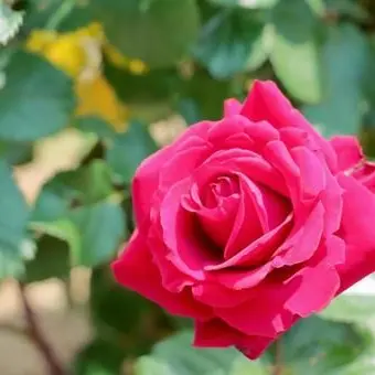 StiffArrow0906의 Parrainの愛する人