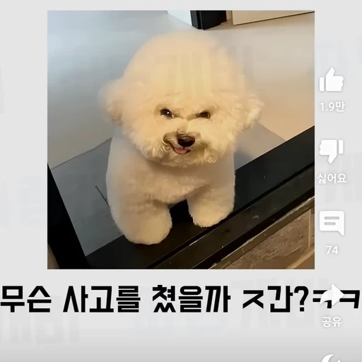 사고친 시바견
