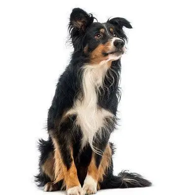Profile image of Kurokuri