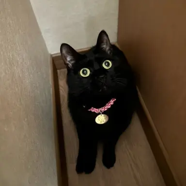 Profile image of 구피