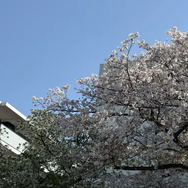 Profile image of 淀川 沙耶