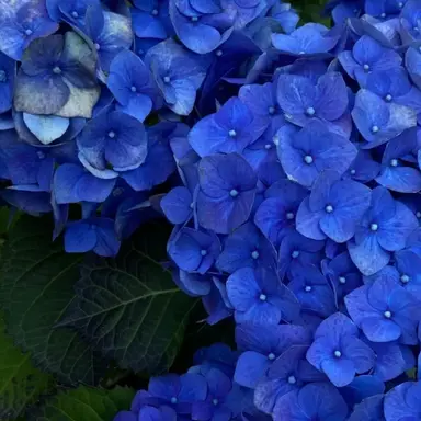 Profile image of 행크