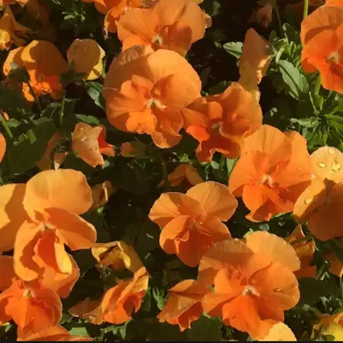 Profile image of 코마