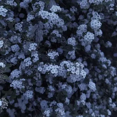 Profile image of 파이브