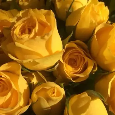 Profile image of 쪼만