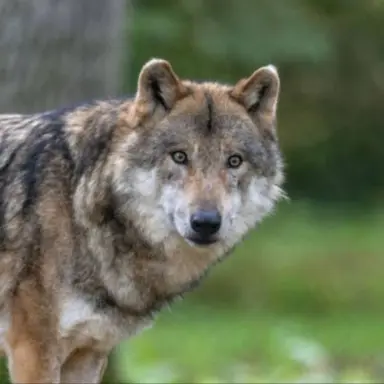 Profile image of 늑대