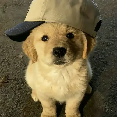 Profile image of 로제