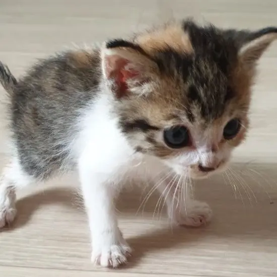 CockyChair3624의 고양이