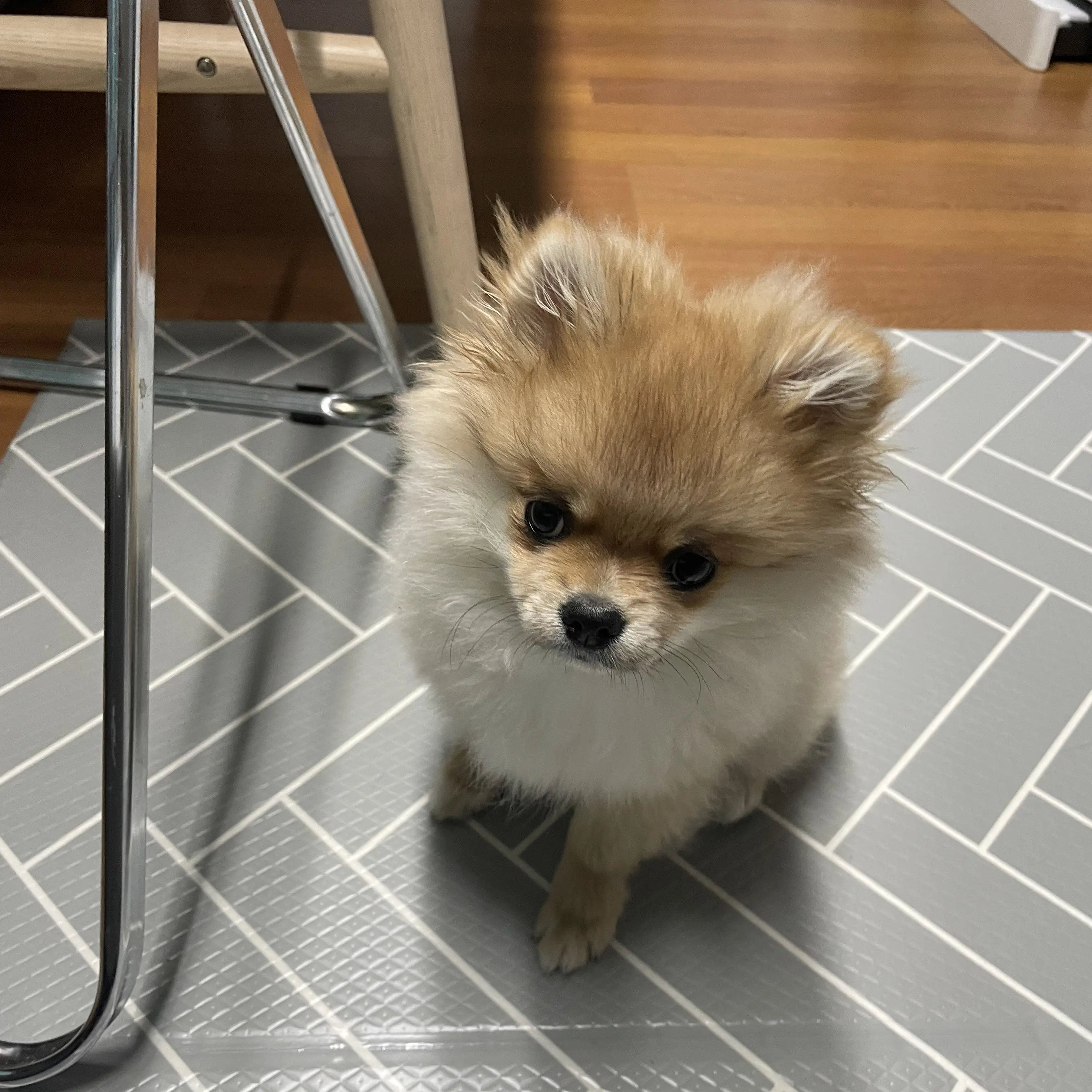 FestalPea2215의 일진녀여우