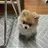 여우