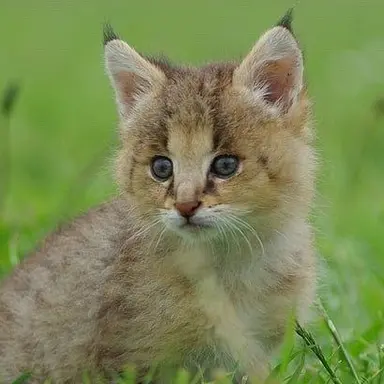 Profile image of Baby Lynx