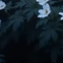 夏丸