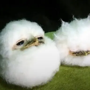 Profile image of 김찬영