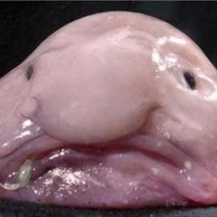 한여우