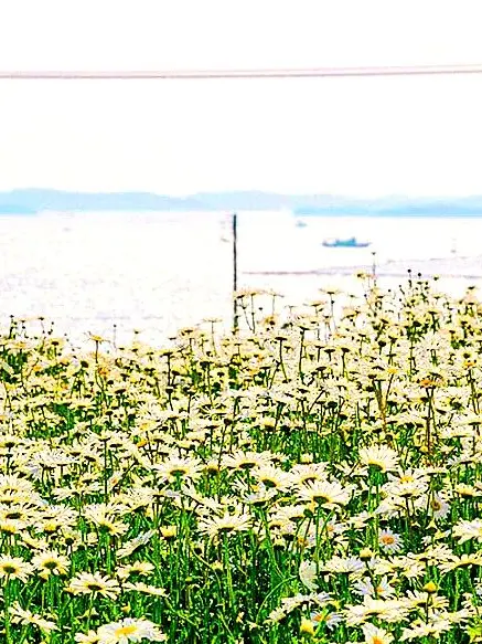 HSRD-Heptagram의 이집트의 고양이 수인